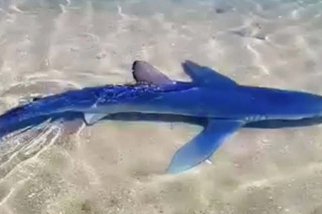 Γλυφάδα: Καρχαριοειδές εντοπίστηκε στη μαρίνα – Βίντεο