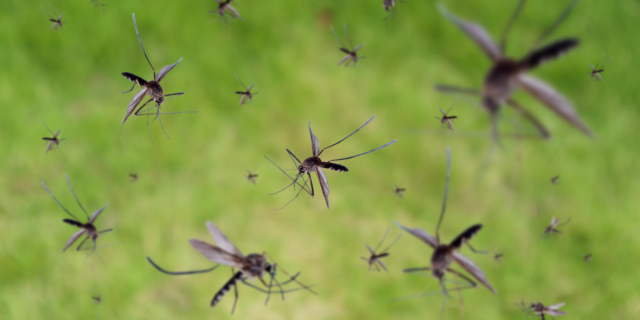 Πώς θα γλιτώσεις από τα κουνούπια οικονομικά και αποτελεσματικά