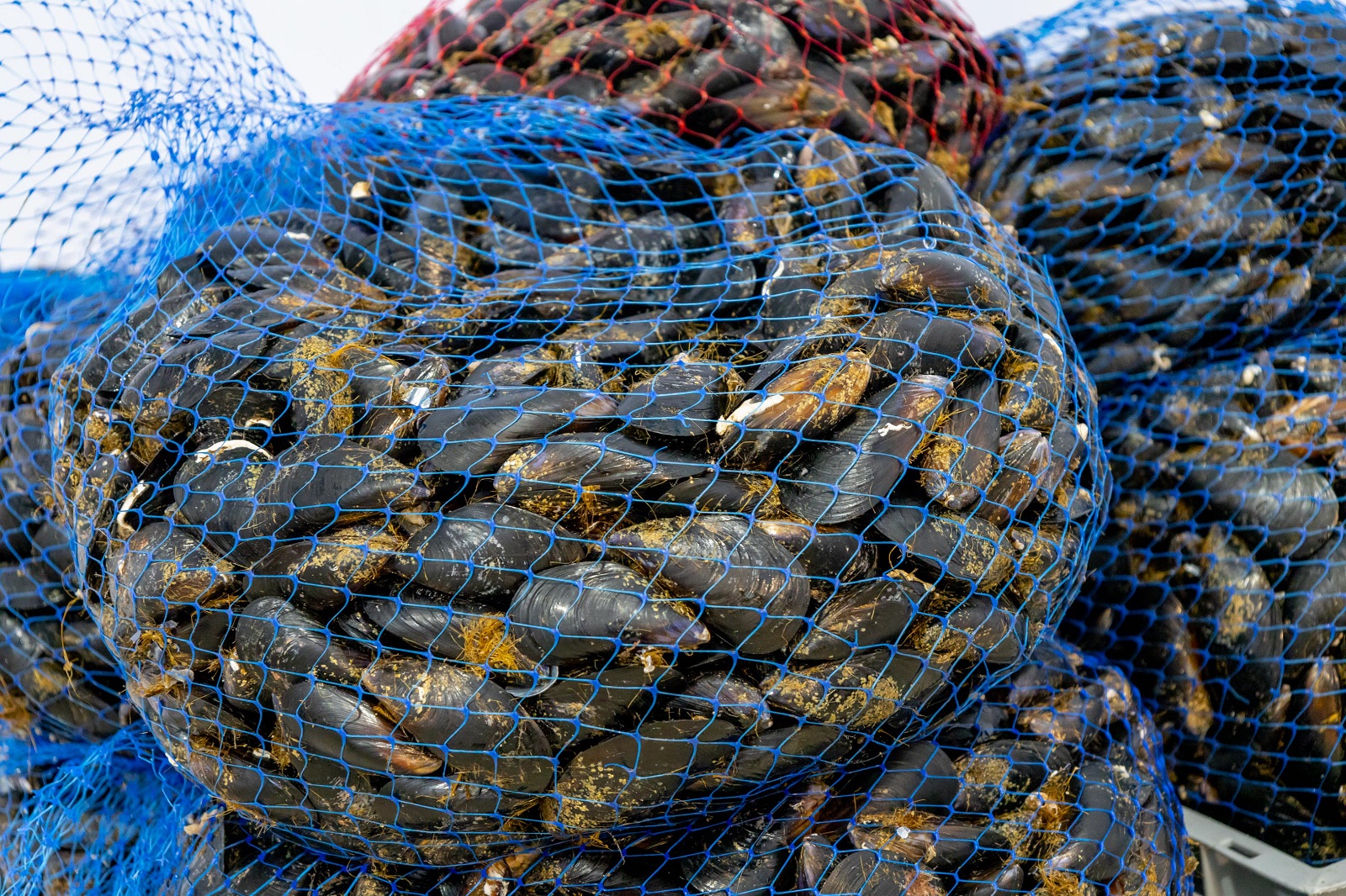 Μύδια Αναστασίου