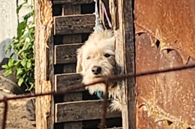 Κέρκυρα: 60χρονη κρατούσε σκυλάκια σε άθλιες συνθήκες – Πρόστιμο 9.800 ευρώ