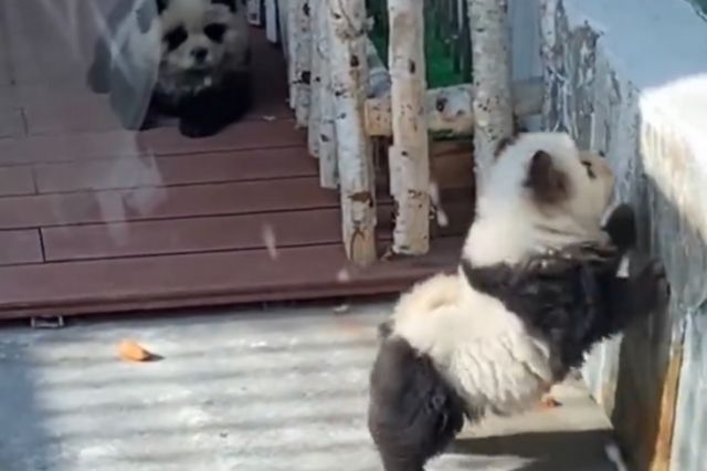 Κίνα: Ζωολογικός κήπος έβαψε σκυλάκια ασπρόμαυρα για να μοιάζουν με πάντα