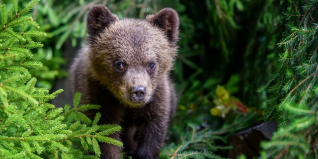 Αρκουδάκι (φωτογραφία αρχείου)
