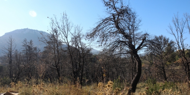 Πάρνηθα: Συνελήφθησαν οι δράστες της επίθεσης στους εθελοντές