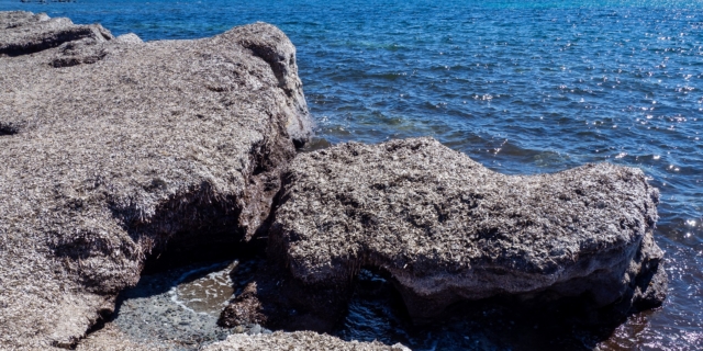 Φύκια σε παραλία (αρχείου)