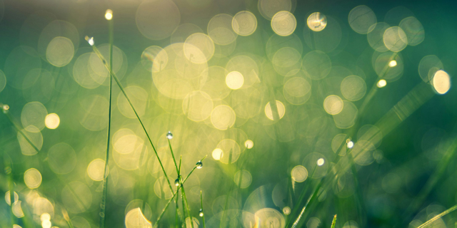 green facts