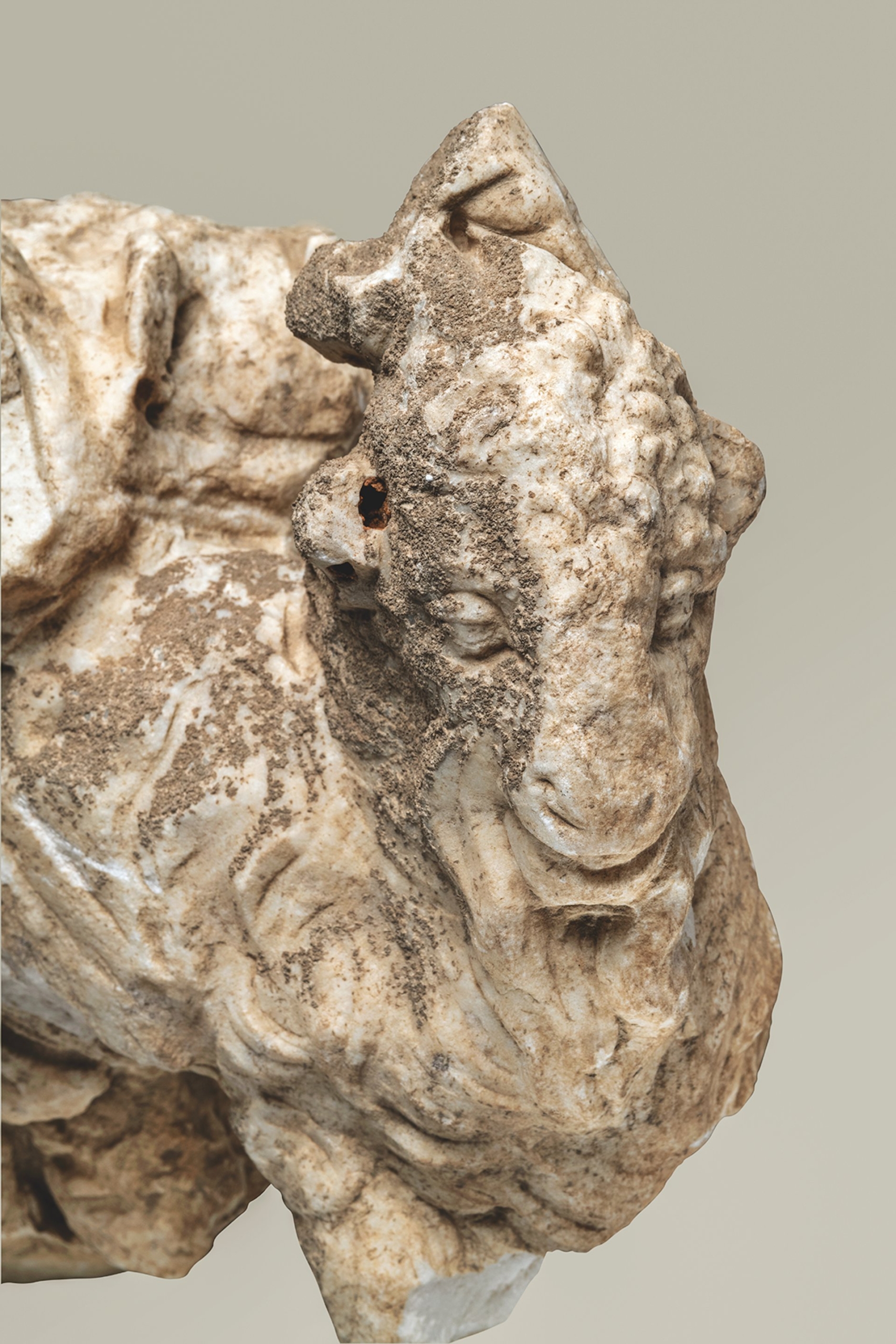 Μαρμάρινο αγαλμάτιο έντονα δασύτριχου τράγου νεαρής ηλικίας. Διακρίνεται το κάτω μέρος κορμού γυναικείας μορφής με ιμάτιο, καθισμένης στη ράχη του τράγου, καθώς και δεξιά παλάμη γυναικείου χεριού που στηρίζεται στα κέρατα του ζώου. Πρόκειται για αγαλμάτινο σύμπλεγμα «επιτραγίας» Αφροδίτης, στον τύπο του χάλκινου αγάλματος της «Αφροδίτης επί τράγου», έργο του Σκόπα στην Ήλιδα που περιγράφει ο Παυσανίας. 1ος αι. π.Χ. Μουσείο αρχαίας Ελεύθερνας Λ3616 © Μουσείο αρχαίας Ελεύθερνας/Κέντρο Μελέτης, Πανεπιστήμιο Κρήτης