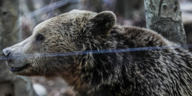 Άργος Ορεστικό:  Αρκούδα εγκλωβίστηκε στο κέντρο της πόλης