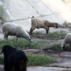Νέα έκτακτη στήριξη των κτηνοτρόφων λόγω ζωονόσων ύψους 56 εκατ. ευρώ