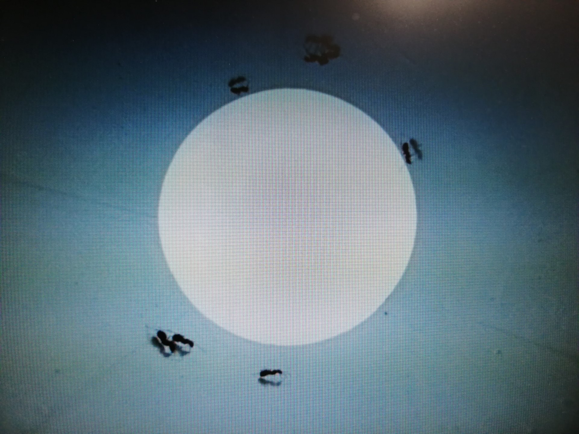 Symbiotic_Video Screenshot