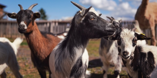 Κουρέτας για πανώλη αιγοπροβάτων: Μέχρις στιγμής έχουν θανατωθεί 7.000 ζώα