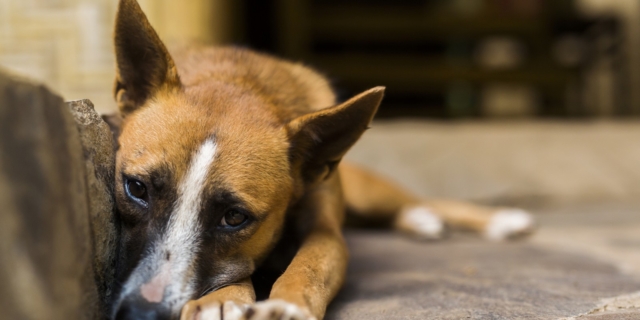 Χανιά: Συνελήφθη ιδιοκτήτης σκύλου που τον είχε δεμένο και χωρίς νερό στον καύσωνα
