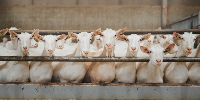 Πανώλη: Στα 22 τα κρούσματα – 10.768 ζώα έχουν θανατωθεί