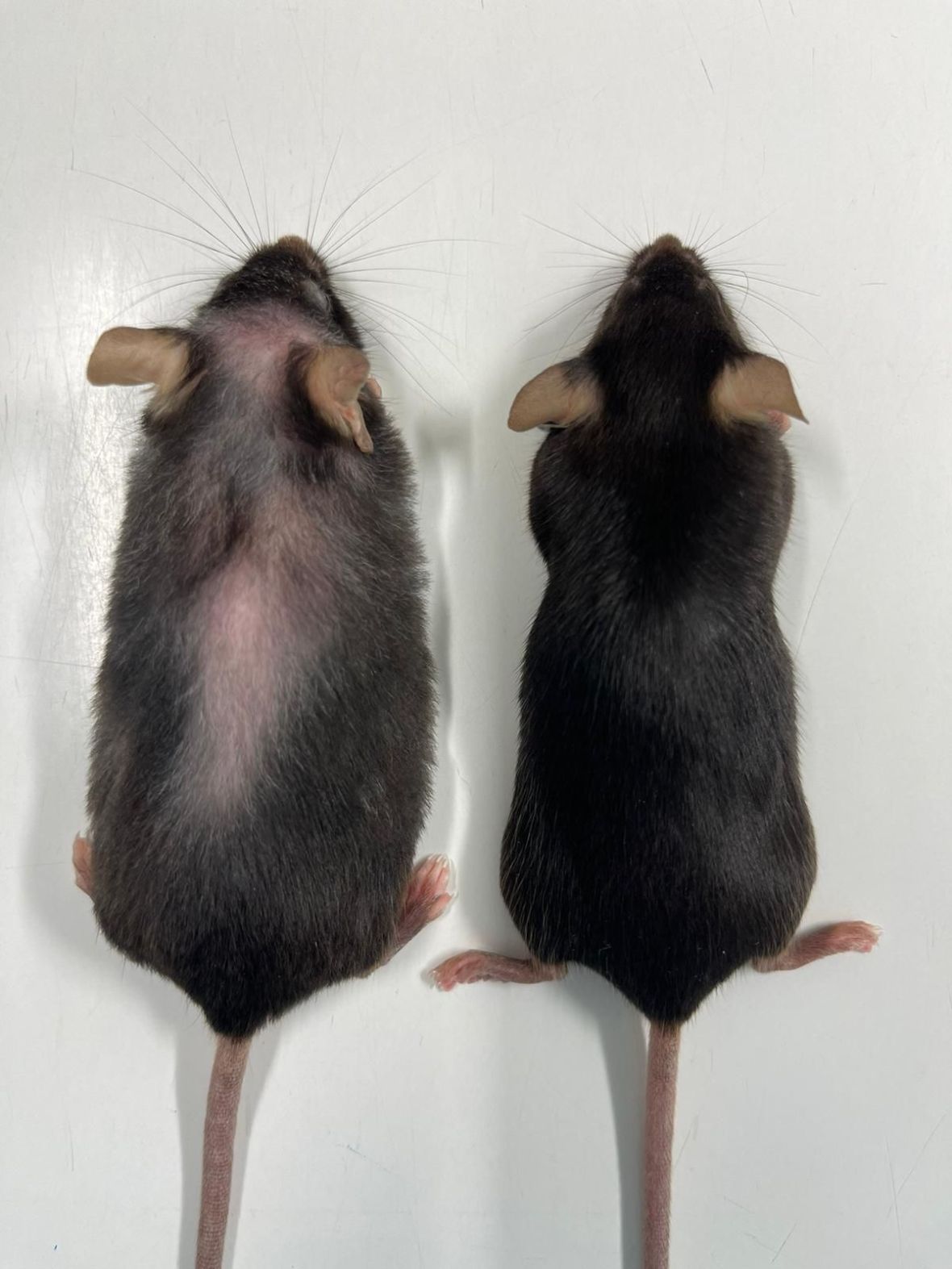 Η διάρκεια ζωής των ποντικών που τους χορηγήθηκε το φάρμακο (αριστερά) αυξήθηκε έως και κατά ένα πέμπτο και παρέμειναν πιο αδύνατα και υγιή από εκείνα που δεν έλαβαν τη θεραπεία