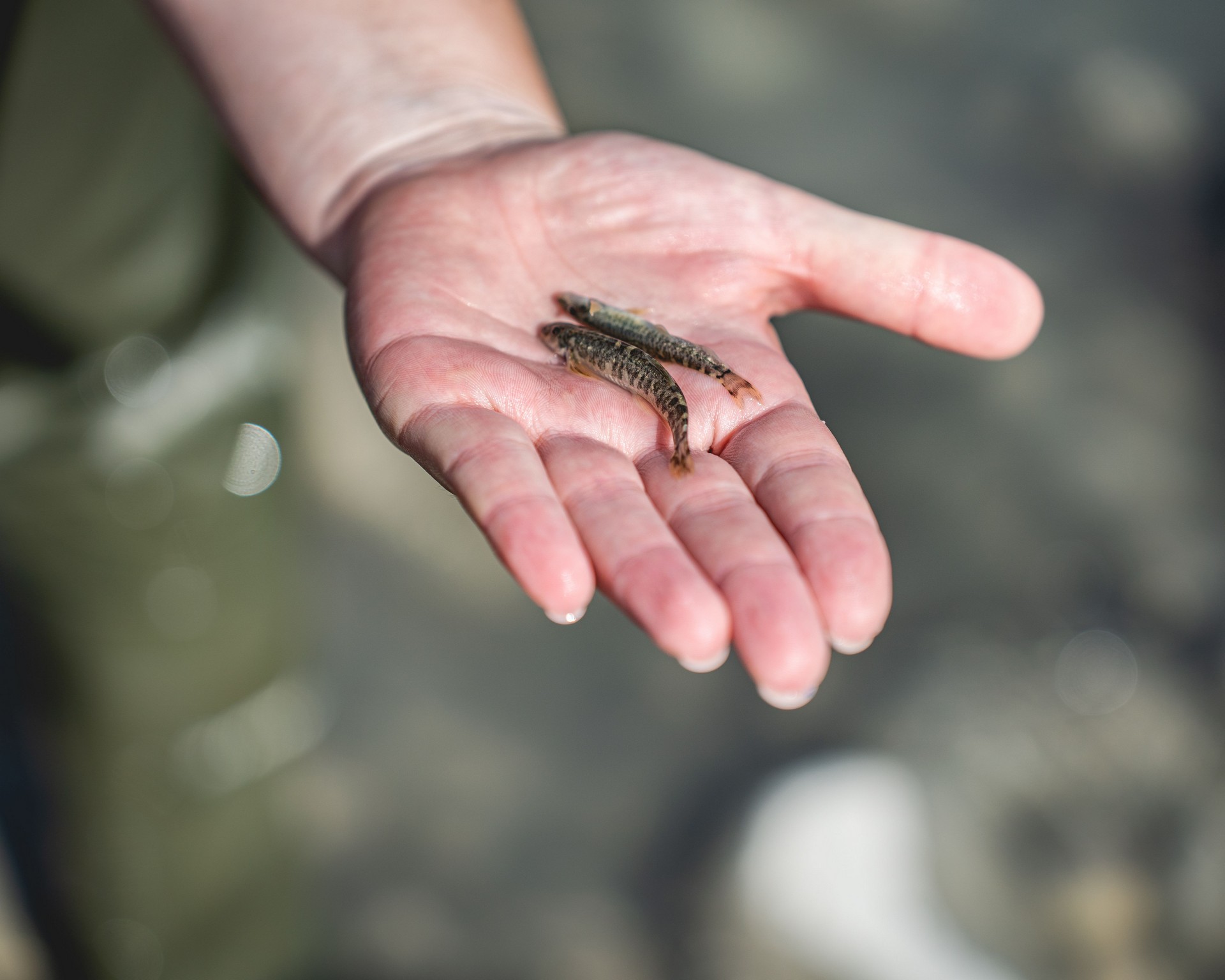 Sarantaporos Science Week 2024