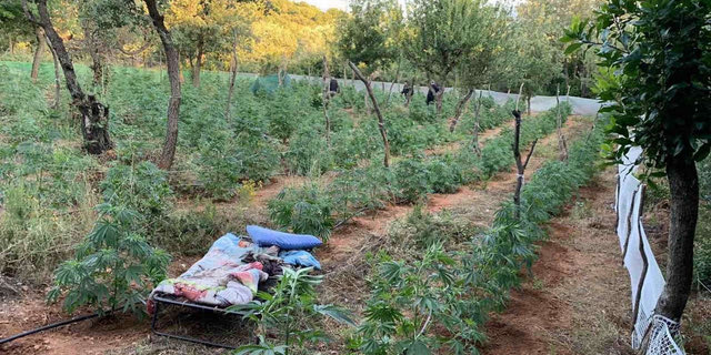 Θεσσαλονίκη: Εντόπισαν σε δάσος τεράστια φυτεία με δενδρύλλια κάνναβης
