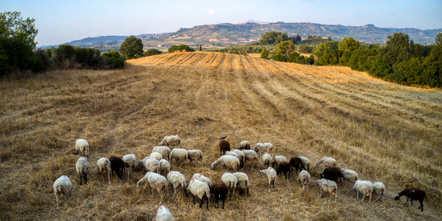 Ευλογιά των προβάτων: Αναστολή πλειστηριασμών για τους πληγέντες κτηνοτρόφους