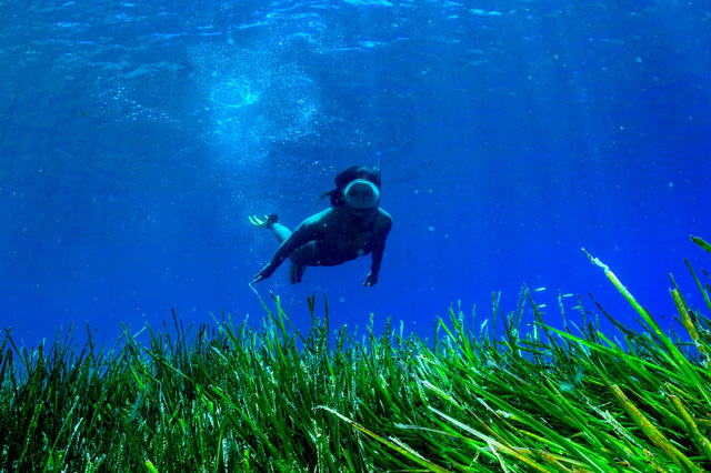 Λιβάδι της Ποσειδωνίας