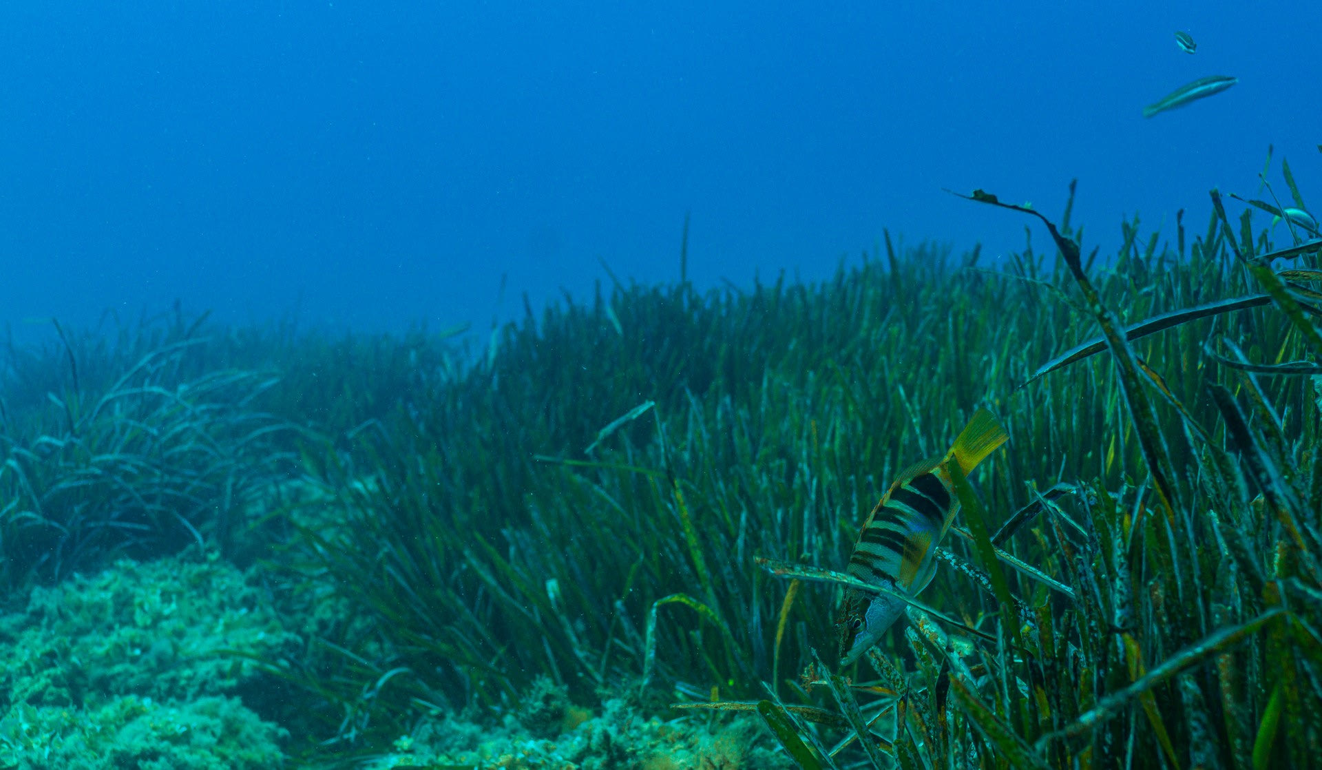 Λιβάδι της Ποσειδωνίας