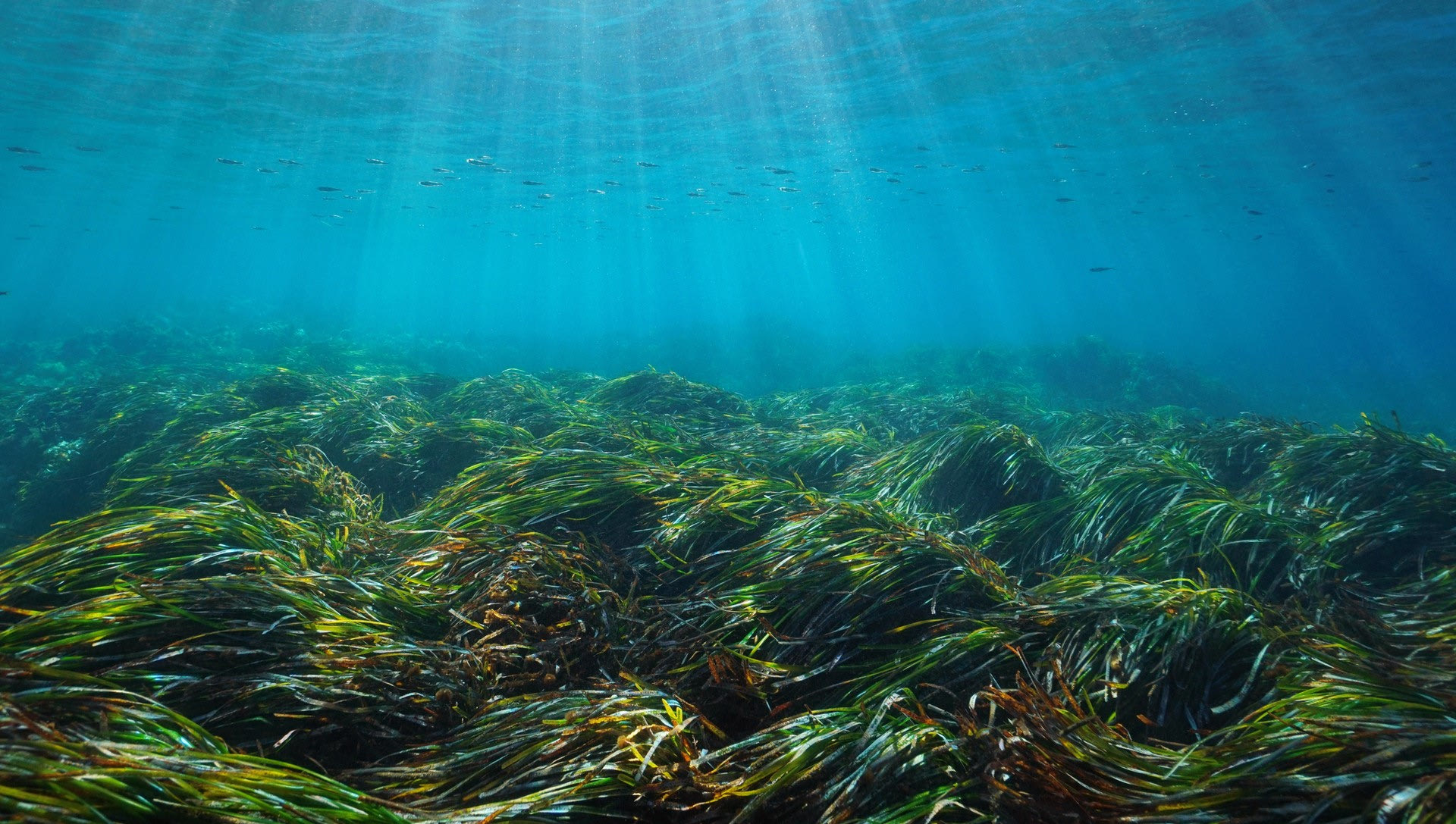 Λιβάδι της Ποσειδωνίας
