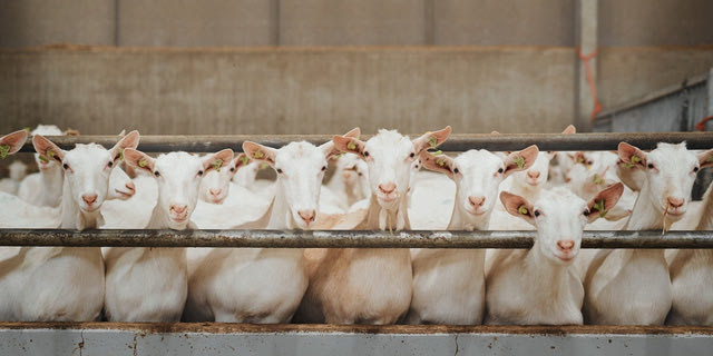 Αιγοπρόβαττα (Φωτογραφία αρχείου)