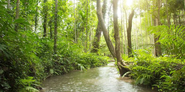 Δάσος (Φωτογραφία αρχείου)