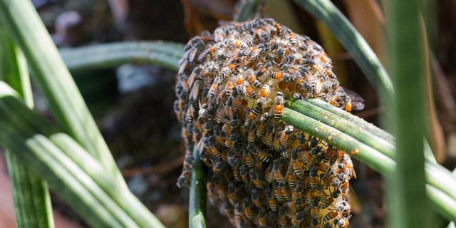 Αποικία κόκκινης μέλισσας νάνου