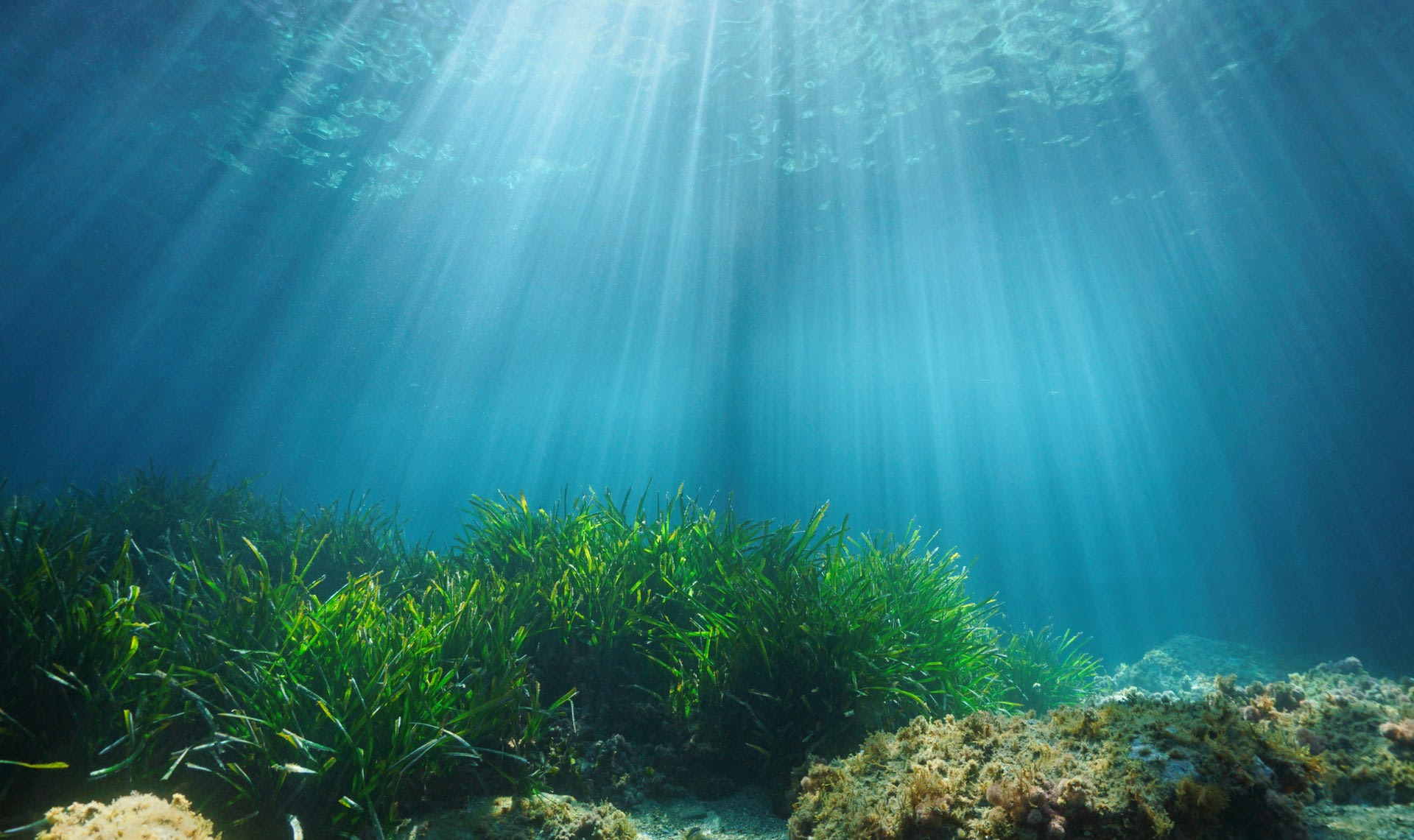 Λιβάδια της Ποσειδωνίας