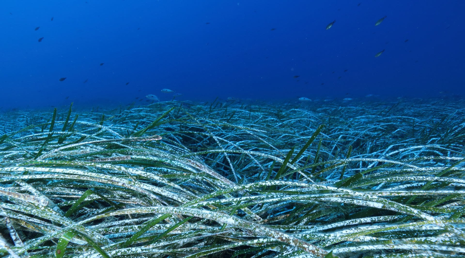 Λιβάδι της Ποσειδωνίας