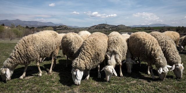 Πρόβατα σε κοπάδι