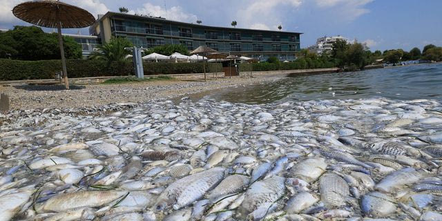 Βόλος: Τι αναφέρει το πόρισμα της εισαγγελίας για τα νεκρά ψάρια – Στο αρχείο η μήνυση Μπέου