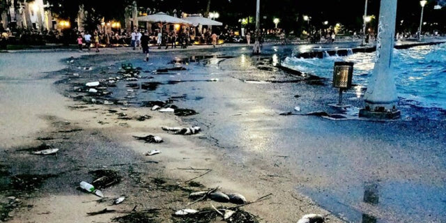 Βόλος: Νεκρά ψάρια του γλυκού νερού κατέκλυσαν την παραλία