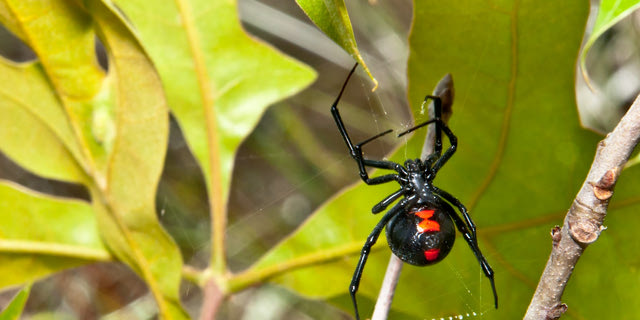 Αράχνες: Πώς θα καταλάβεις αν σε έχει τσιμπήσει “μαύρη χήρα”