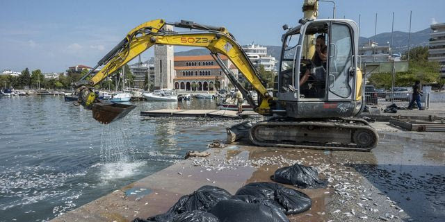 Συνεχίζεται σε εντατικούς ρυθμούς η απομάκρυνση των νεκρών ψαριών από την παραλία του Βόλου