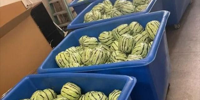 “Καρπούζια” γεμάτα μεθαμφεταμίνη στα σύνορα ΗΠΑ – Μεξικού