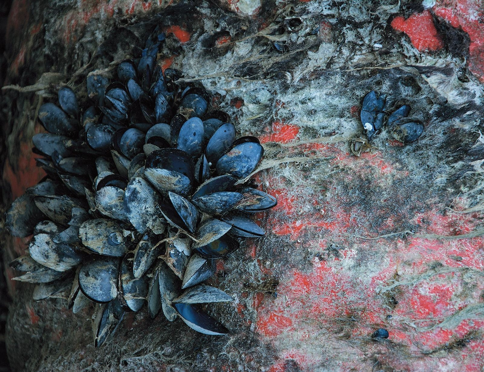 Έργο της Χριστίνα Τζαμάλα