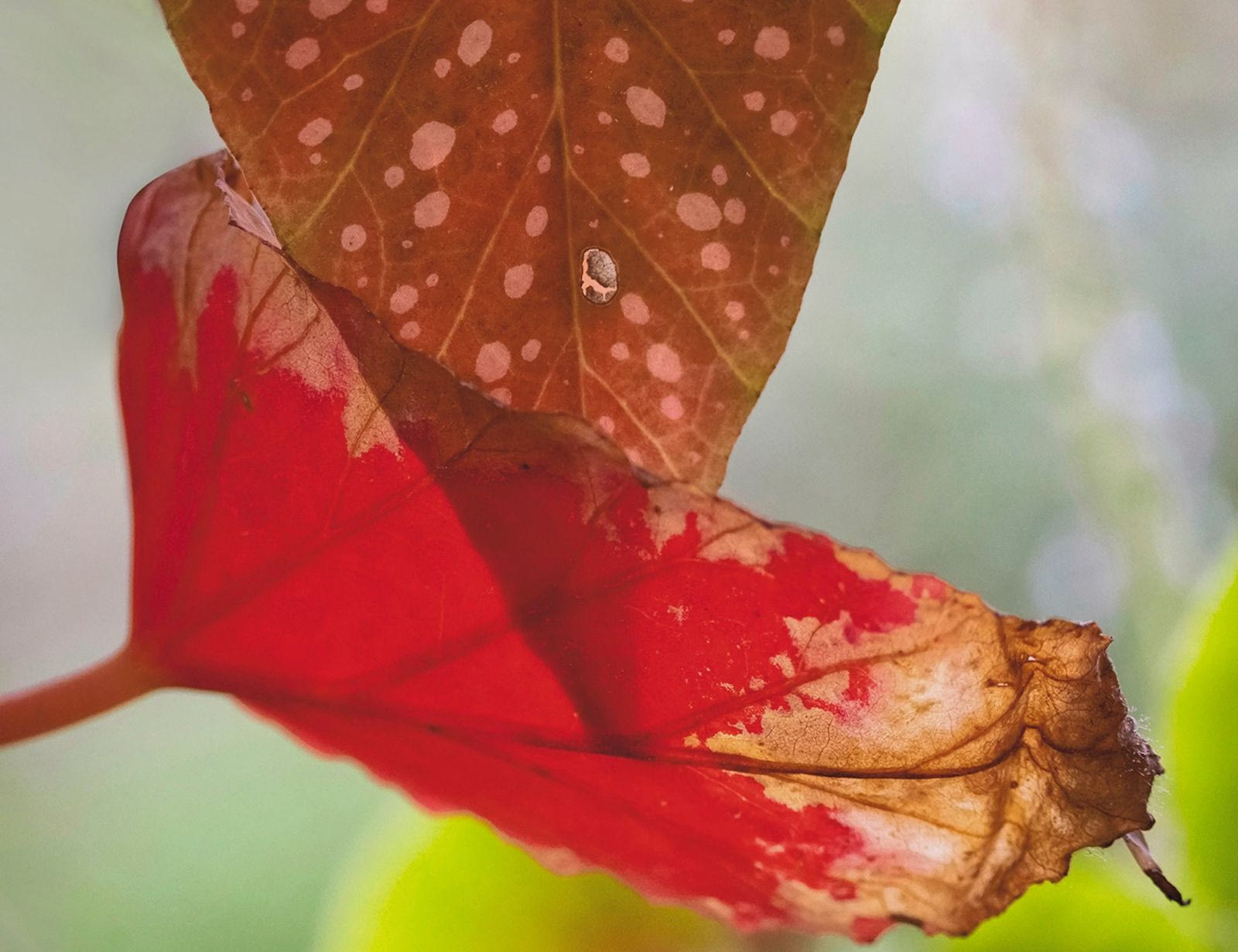 Έργο της Χριστίνα Τζαμάλα