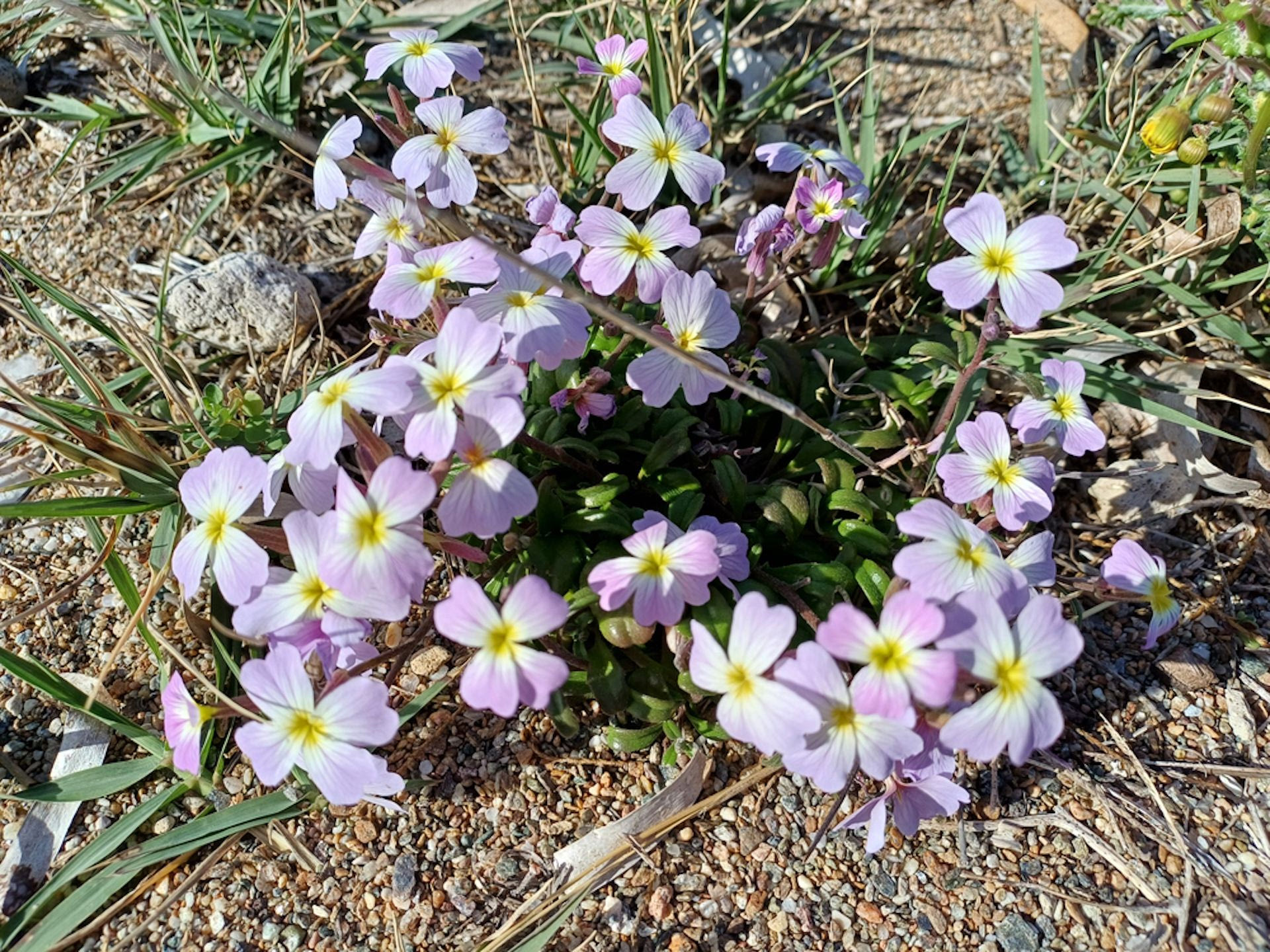 Σίκινος Καταγραφή Χλωρίδας – Φωτό. Κώστας Πλατής © Μουσείο Κυκλαδικής Τέχνης - Ενδημικό Άνθος