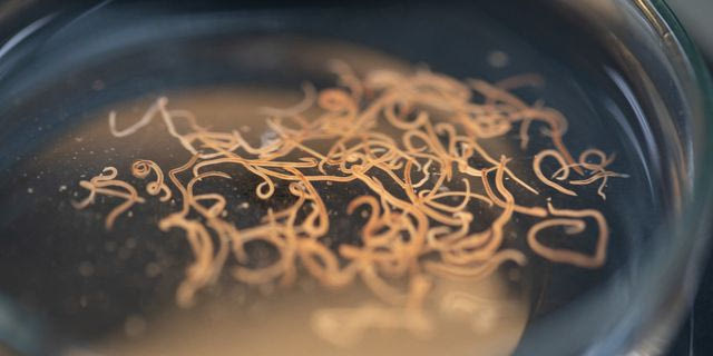 Σκουλήκια σε εργαστήριο