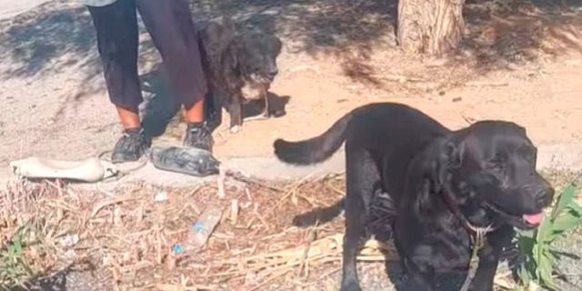 Σαλαμίνα: Αναζητείται άνδρας που εγκατέλειψε δύο σκυλάκια στο λιμάνι