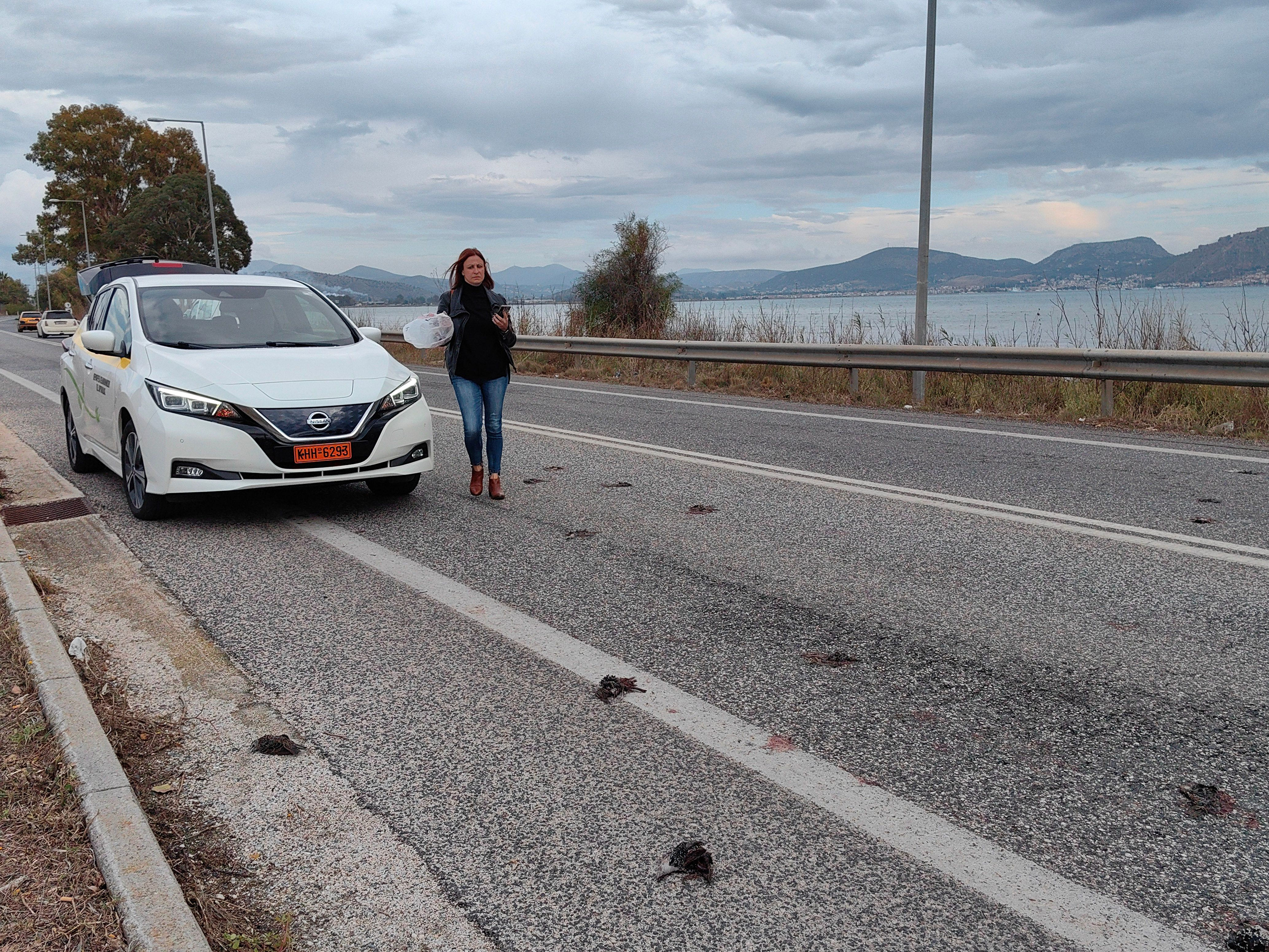 Νεκρά πουλιά στο Ναύπλιο