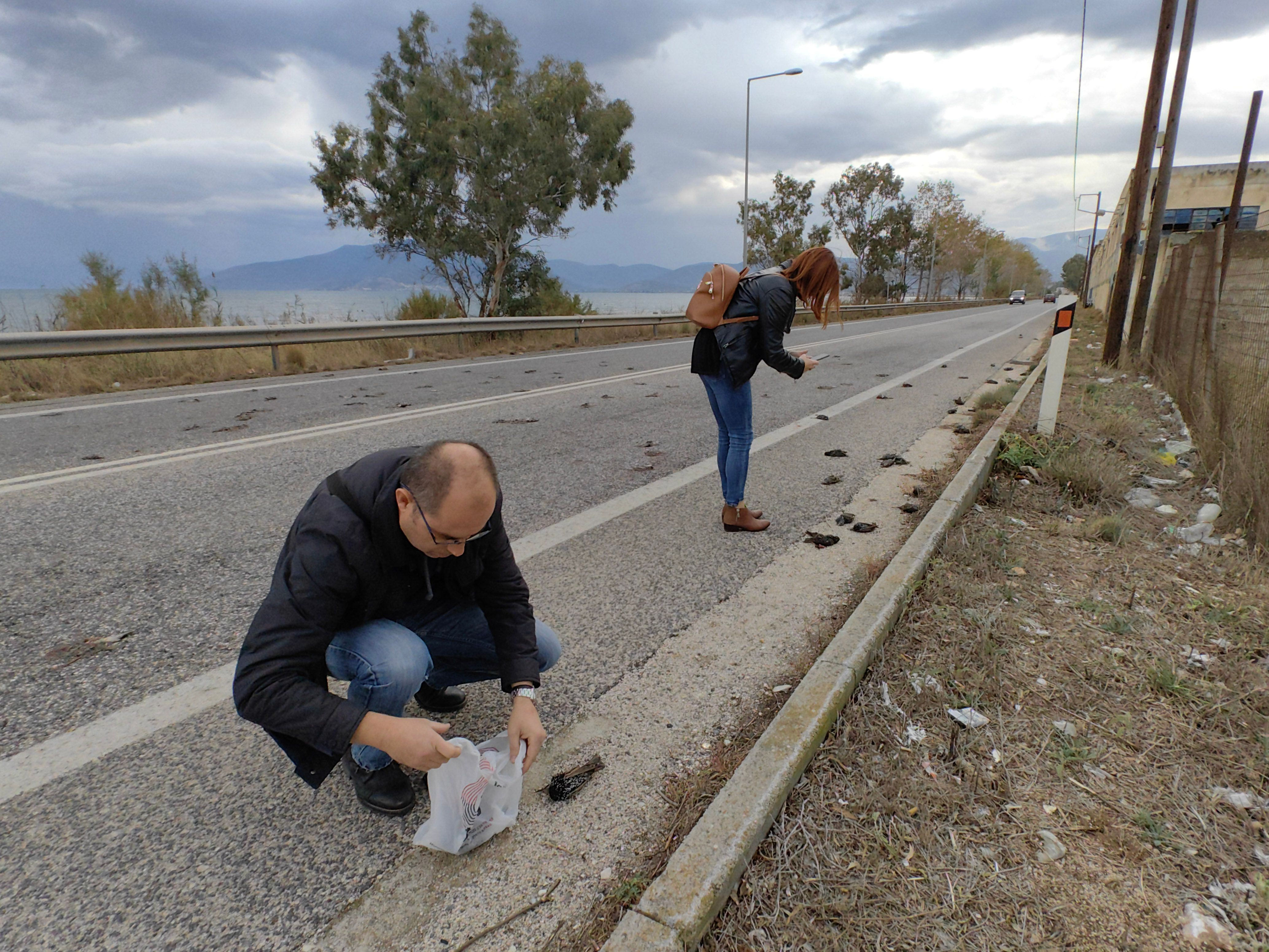 Νεκρά πουλιά στο Ναύπλιο