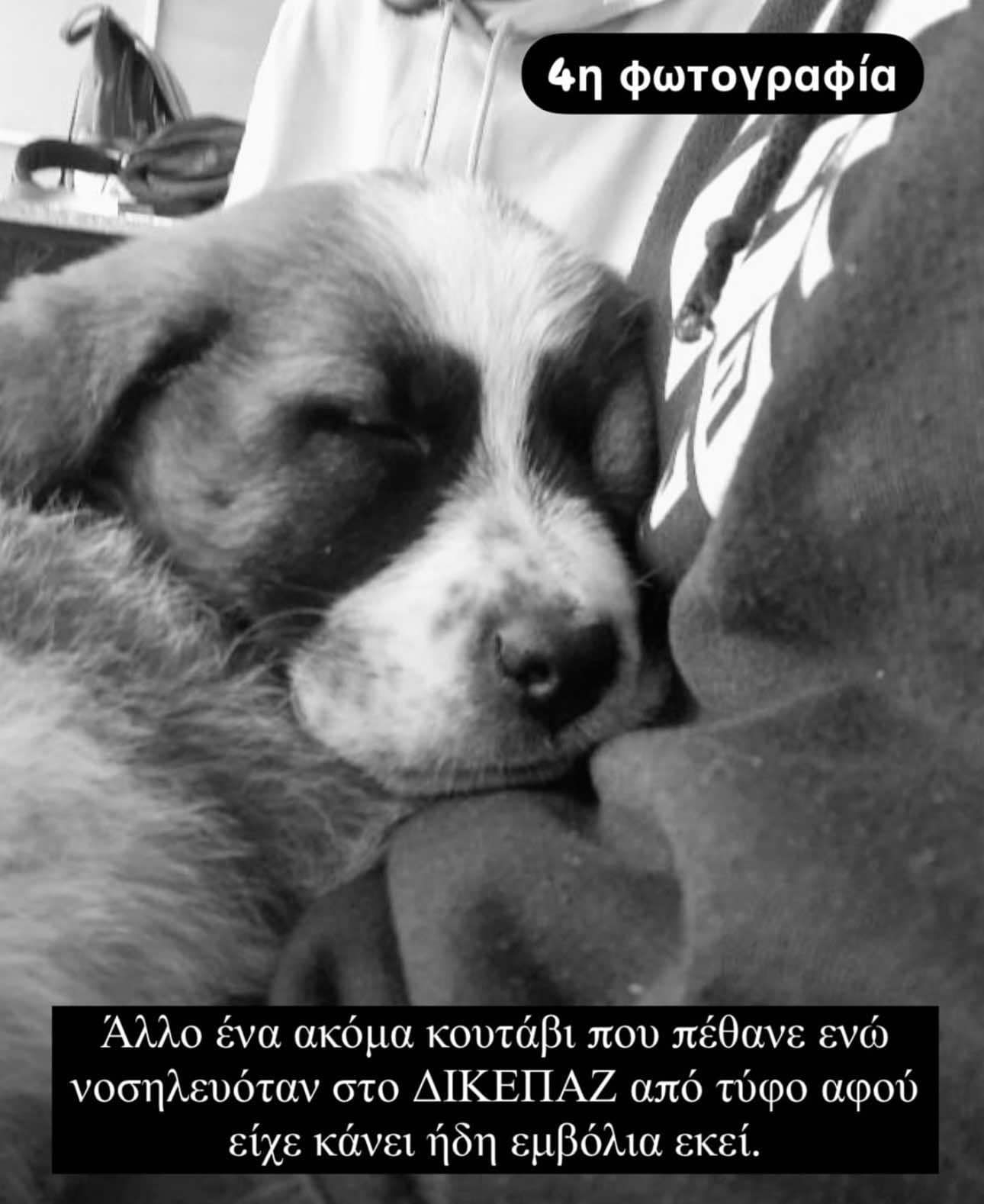 Συνεχόμενοι θάνατοι ζώων φιλοξενούμενων στο Καταφύγιο Αδεσπότων