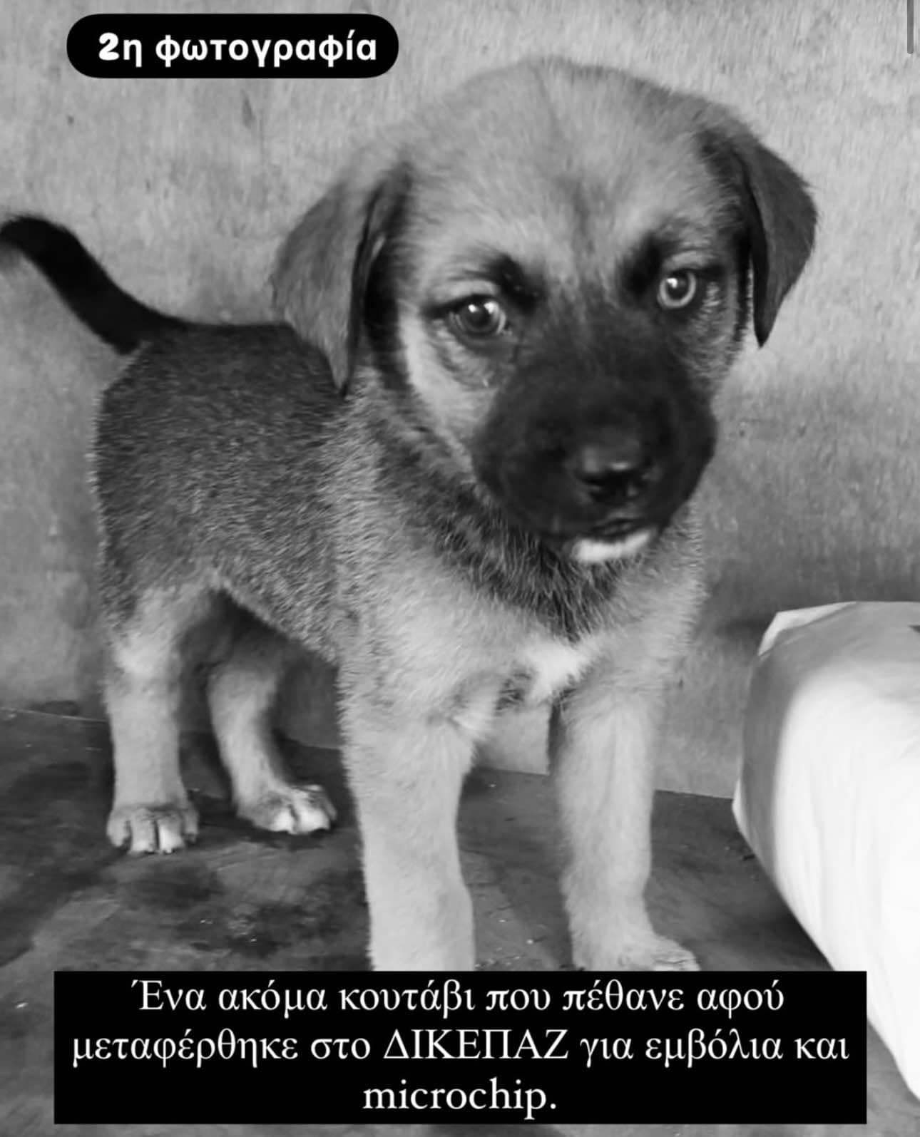 Συνεχόμενοι θάνατοι ζώωνφιλοξενούμενων στο Καταφύγιο Αδεσπότων Επικίνδυνα αδιάφορη η Δημοτική Αρχή