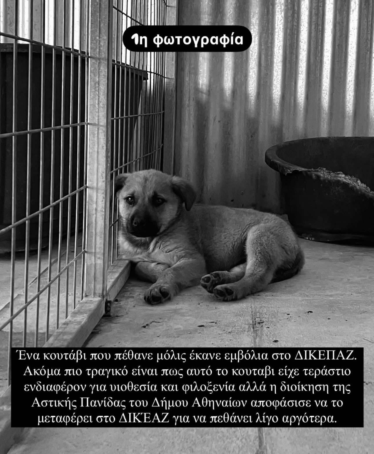 Συνεχόμενοι θάνατοι ζώωνφιλοξενούμενων στο Καταφύγιο Αδεσπότων