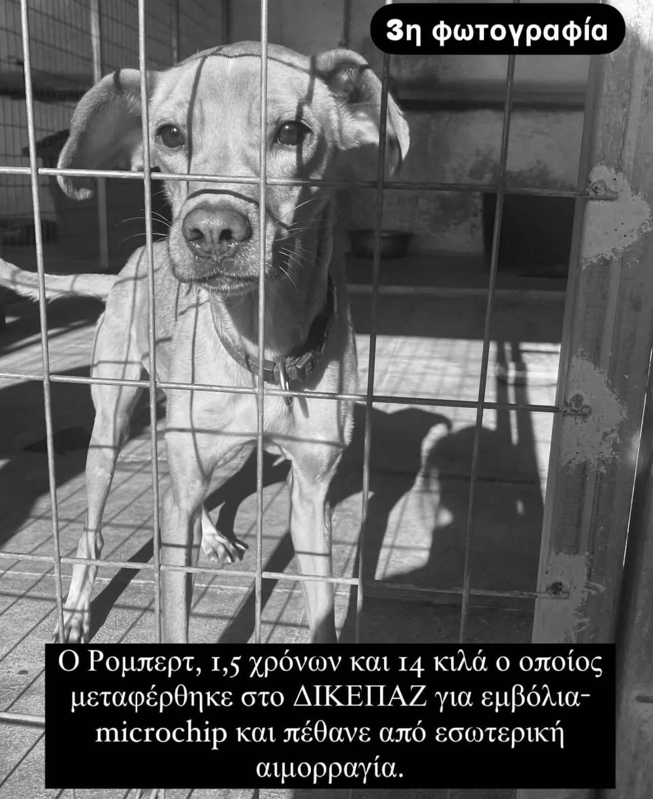 Συνεχόμενοι θάνατοι ζώωνφιλοξενούμενων στο Καταφύγιο Αδεσπότων