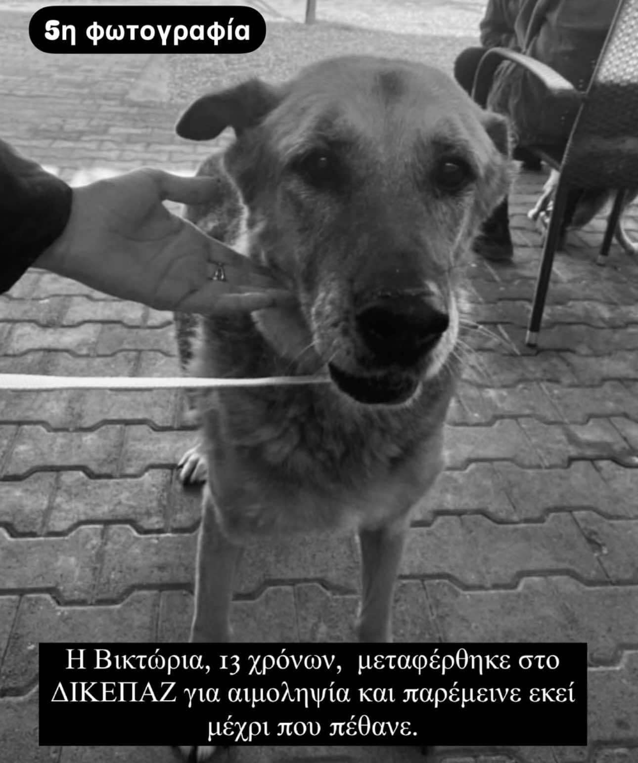 Συνεχόμενοι θάνατοι ζώων φιλοξενούμενων στο Καταφύγιο Αδεσπότων Επικίνδυνα αδιάφορη η Δημοτική Αρχή