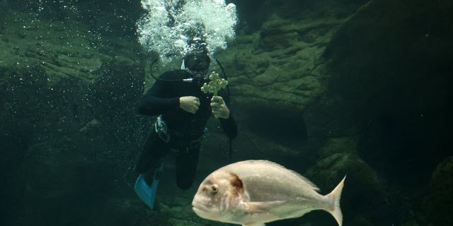 Θεοφάνια σε ενυδρείο – Μοναδικές εικόνες από την Κρήτη