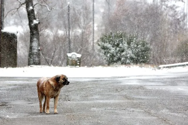 ΧΙΟΝΟΠΤΩΣΗ ΣΤΗ ΕΟ ΘΕΣΣΑΛΟΝΙΚΗΣ ΣΕΡΡΩΝ