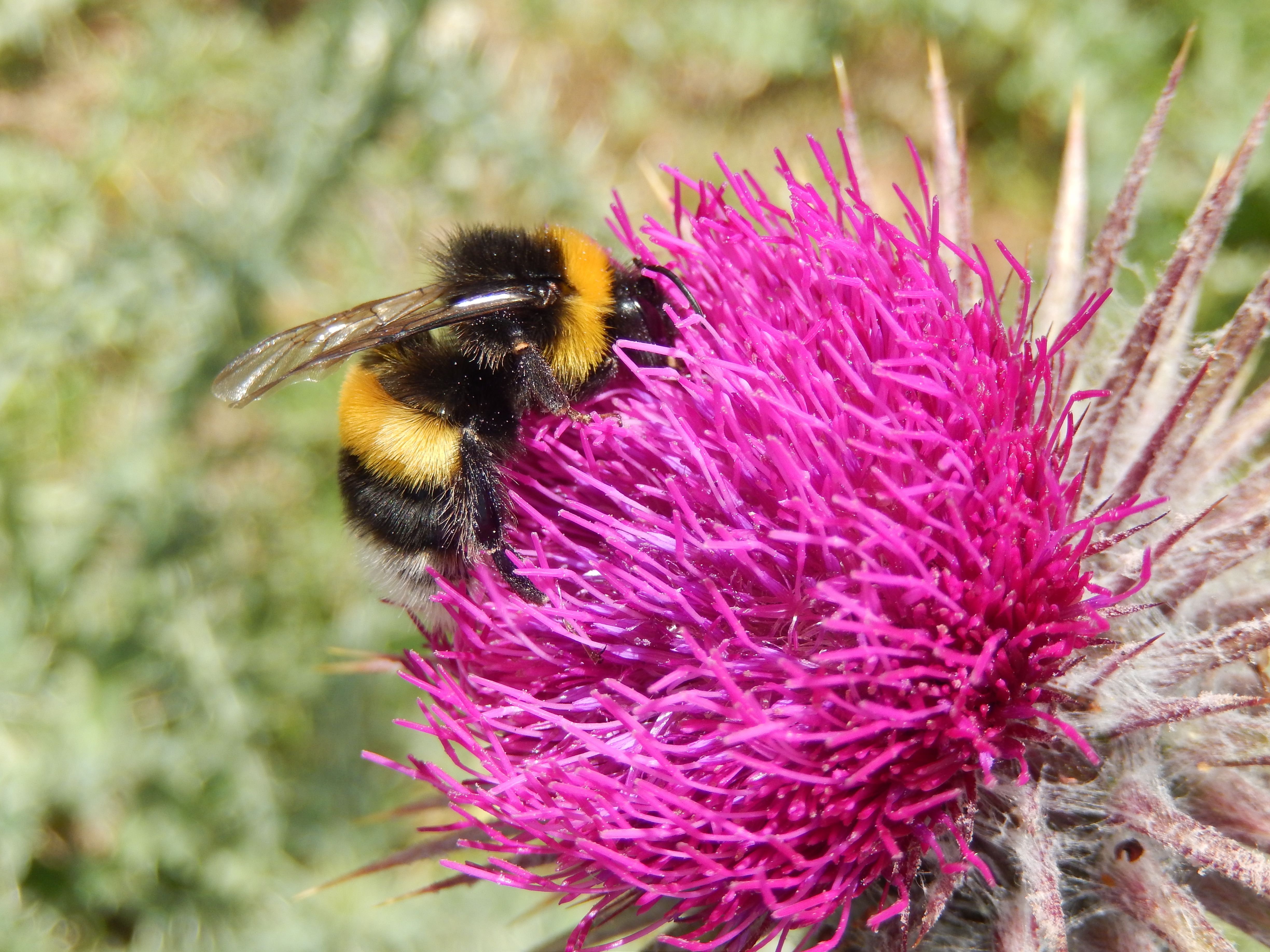 Αγριομέλισσες