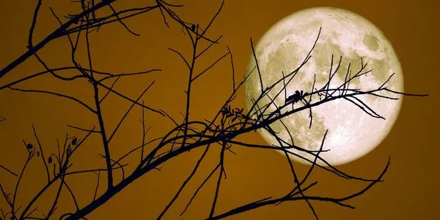 Η Πανσέληνος στον Ταύρο στις 05/11/2025 φέρνει απρόοπτα, ουρανοκατέβατες ευκαιρίες, αλλαγές, νεύρα και πίεση. Πώς θα επηρεάσει τα 12 ζώδια